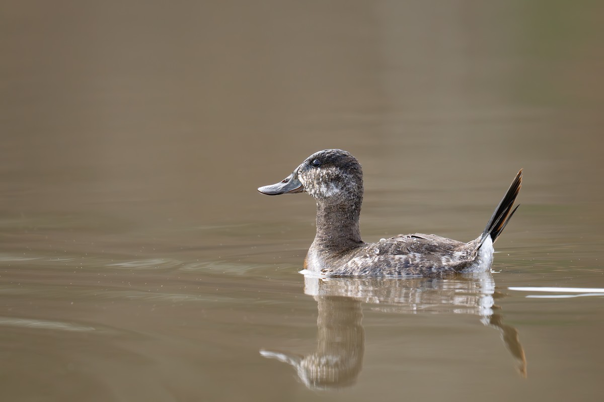 Ruddy Duck - ML637977924