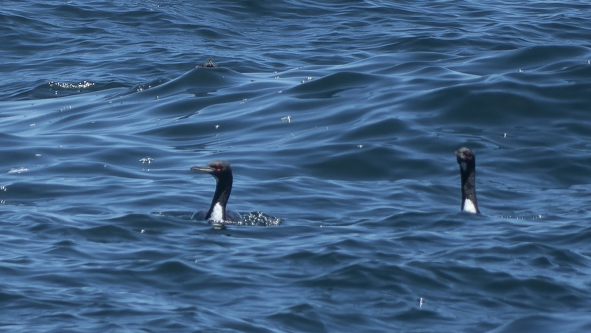 Guanay Cormorant - ML637977930