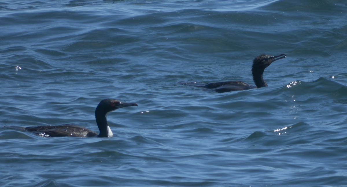 Guanay Cormorant - ML637977931