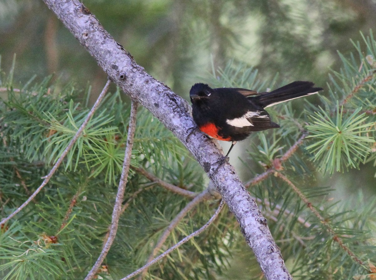 Painted Redstart - ML637977976