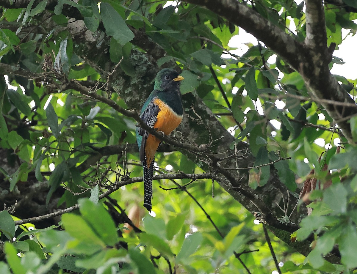 Collared Trogon - ML637977977