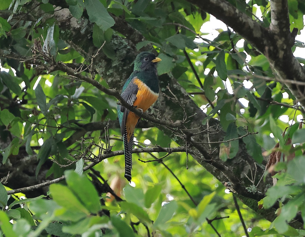 Collared Trogon - ML637977978