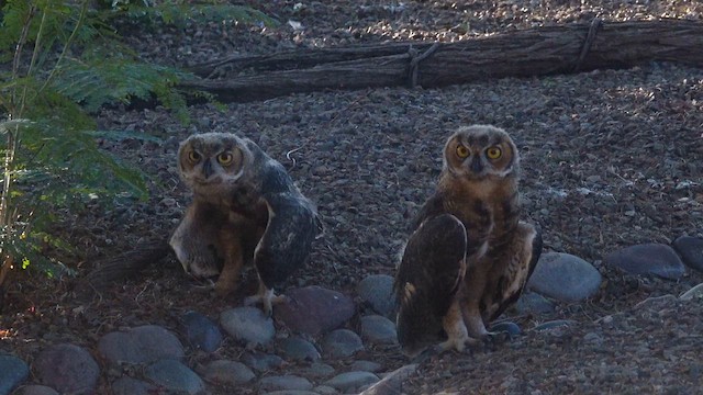 Great Horned Owl - ML637978001
