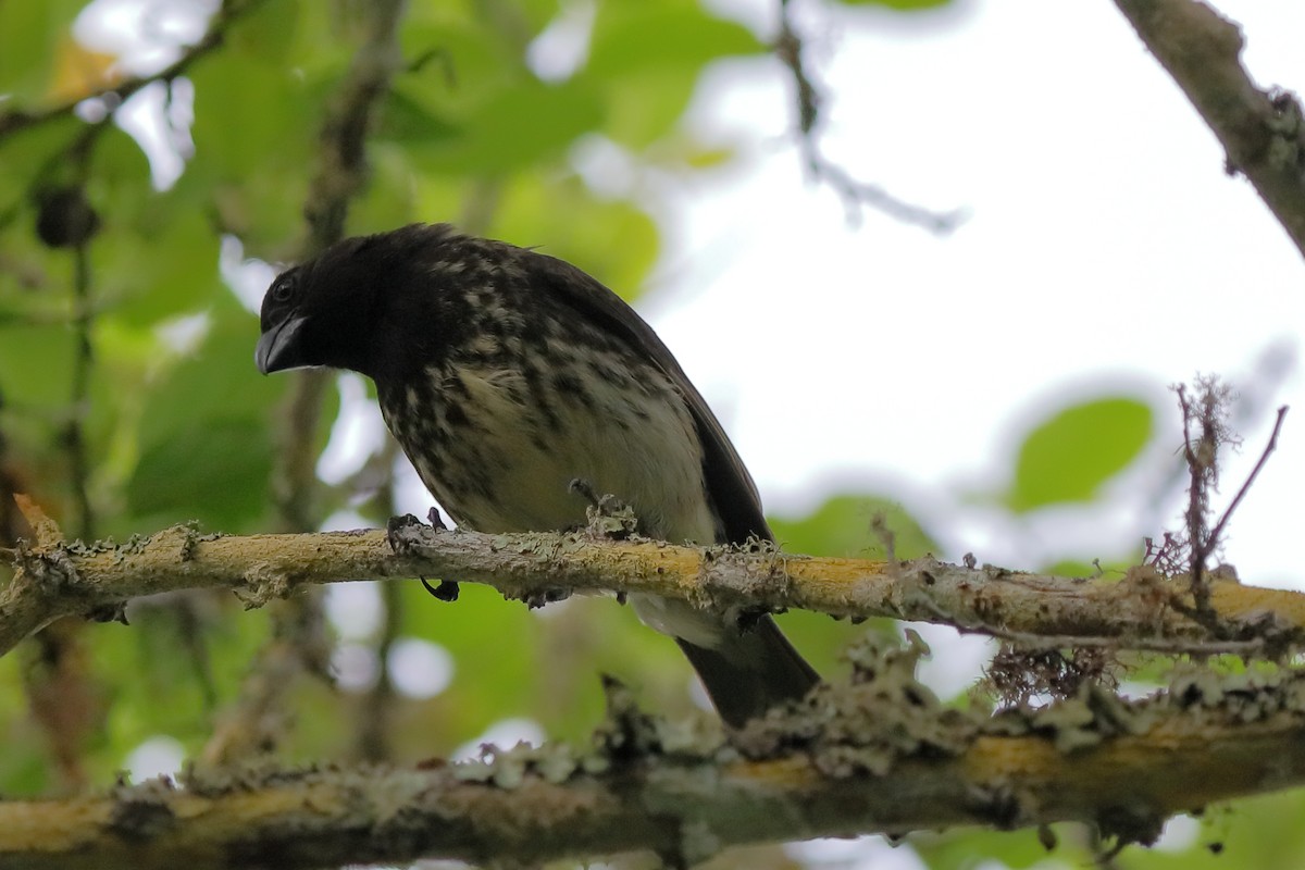 Vegetarian Finch - ML637978012