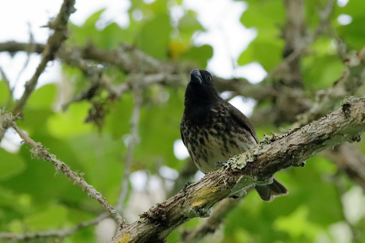 Vegetarian Finch - ML637978014