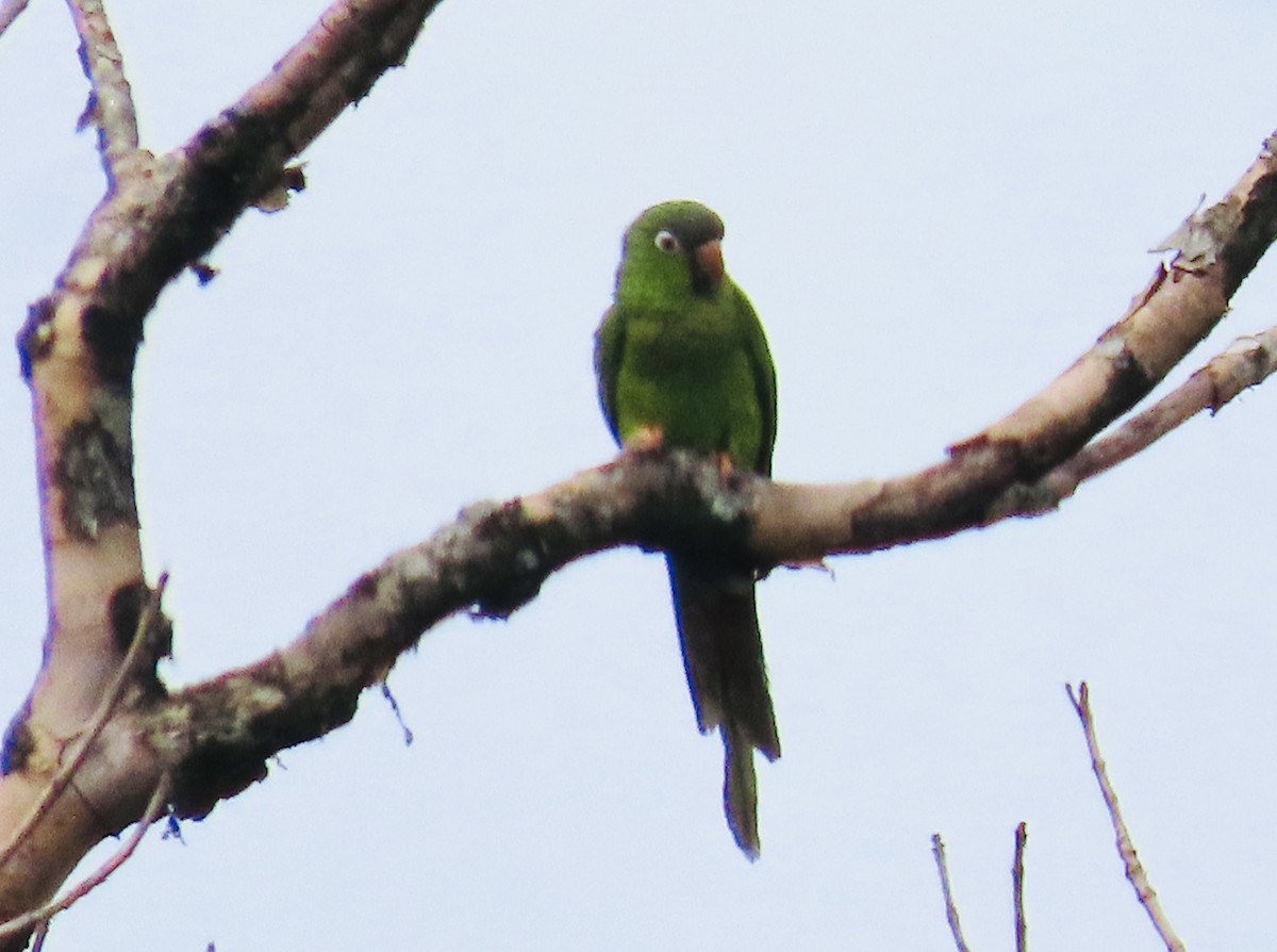 aratinga modročelý - ML637978025