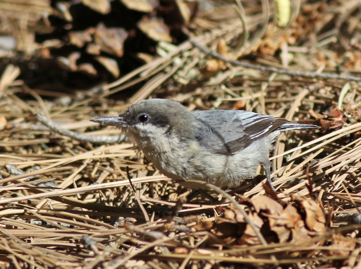 Pygmy Nuthatch - ML637978038