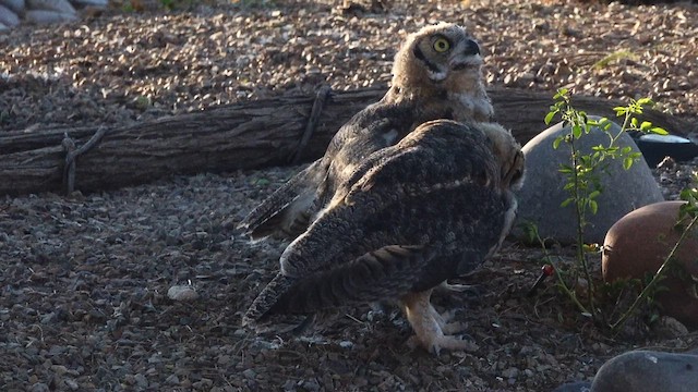 Great Horned Owl - ML637978045