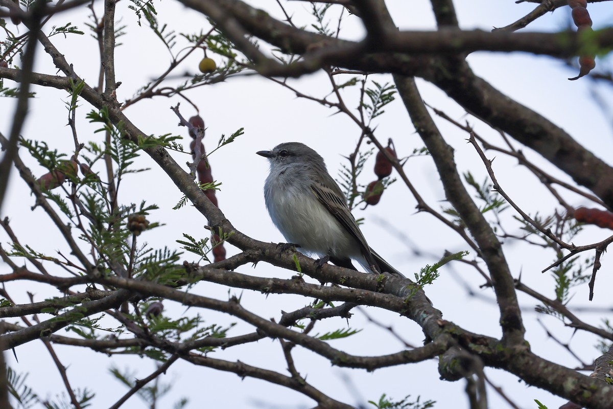 Suiriri Flycatcher - ML637978047