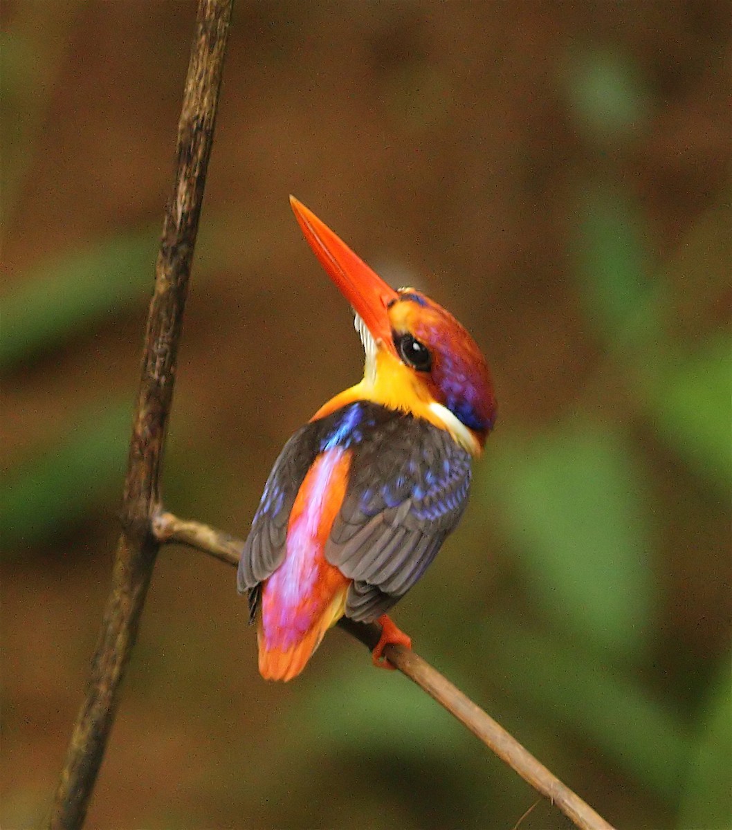 Black-backed Dwarf-Kingfisher - ML637978058