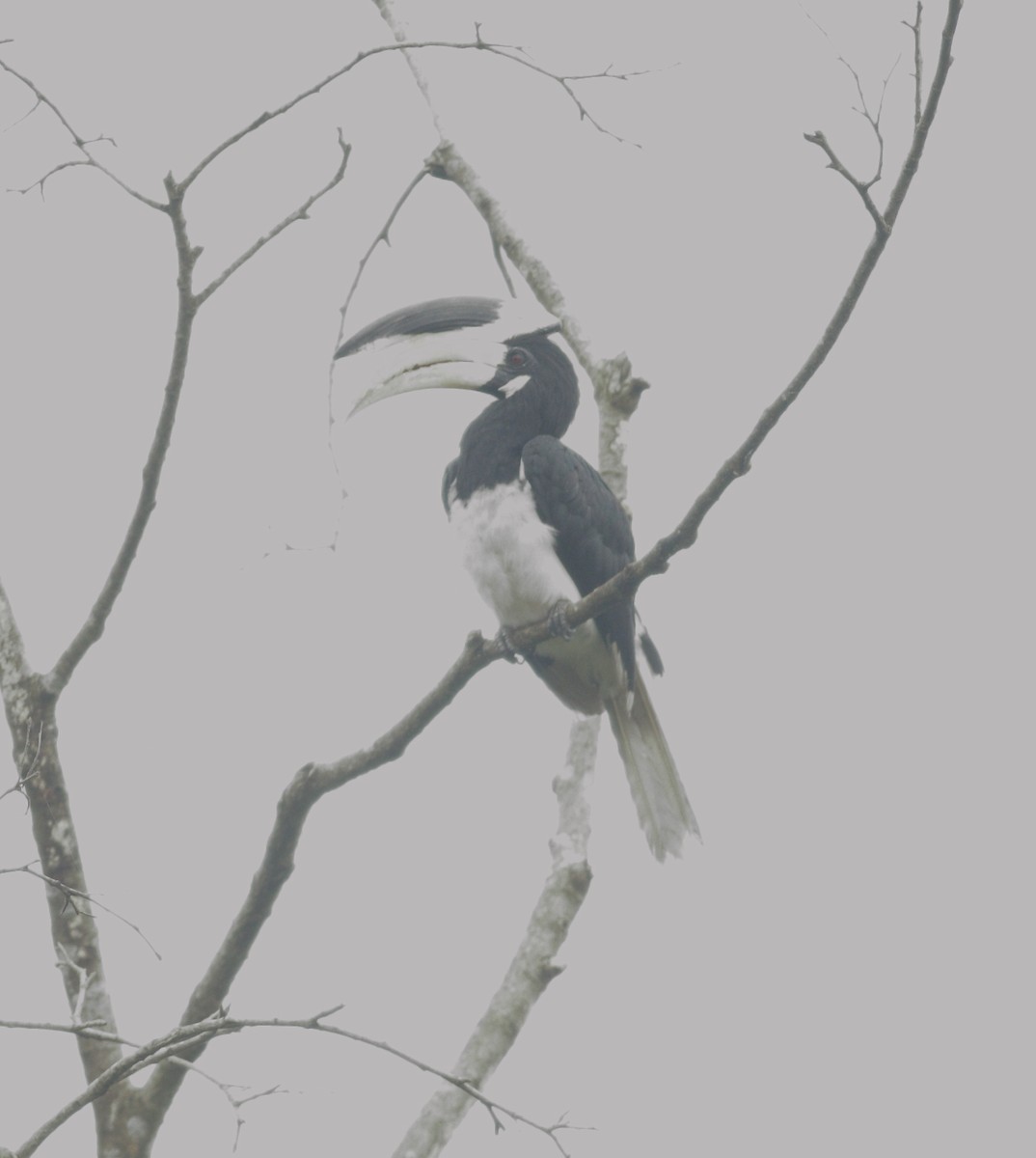 Malabar Pied-Hornbill - ML637978065
