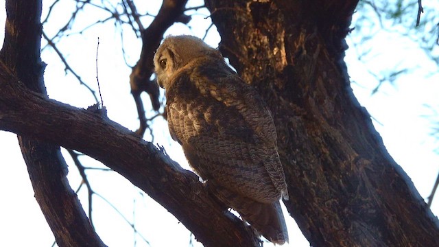 Great Horned Owl - ML637978078
