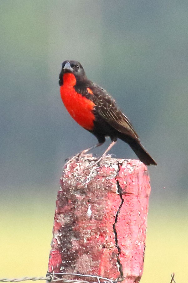 Red-breasted Meadowlark - ML637978080
