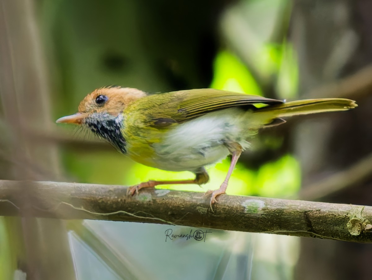 Rufous-faced Warbler - ML637978102
