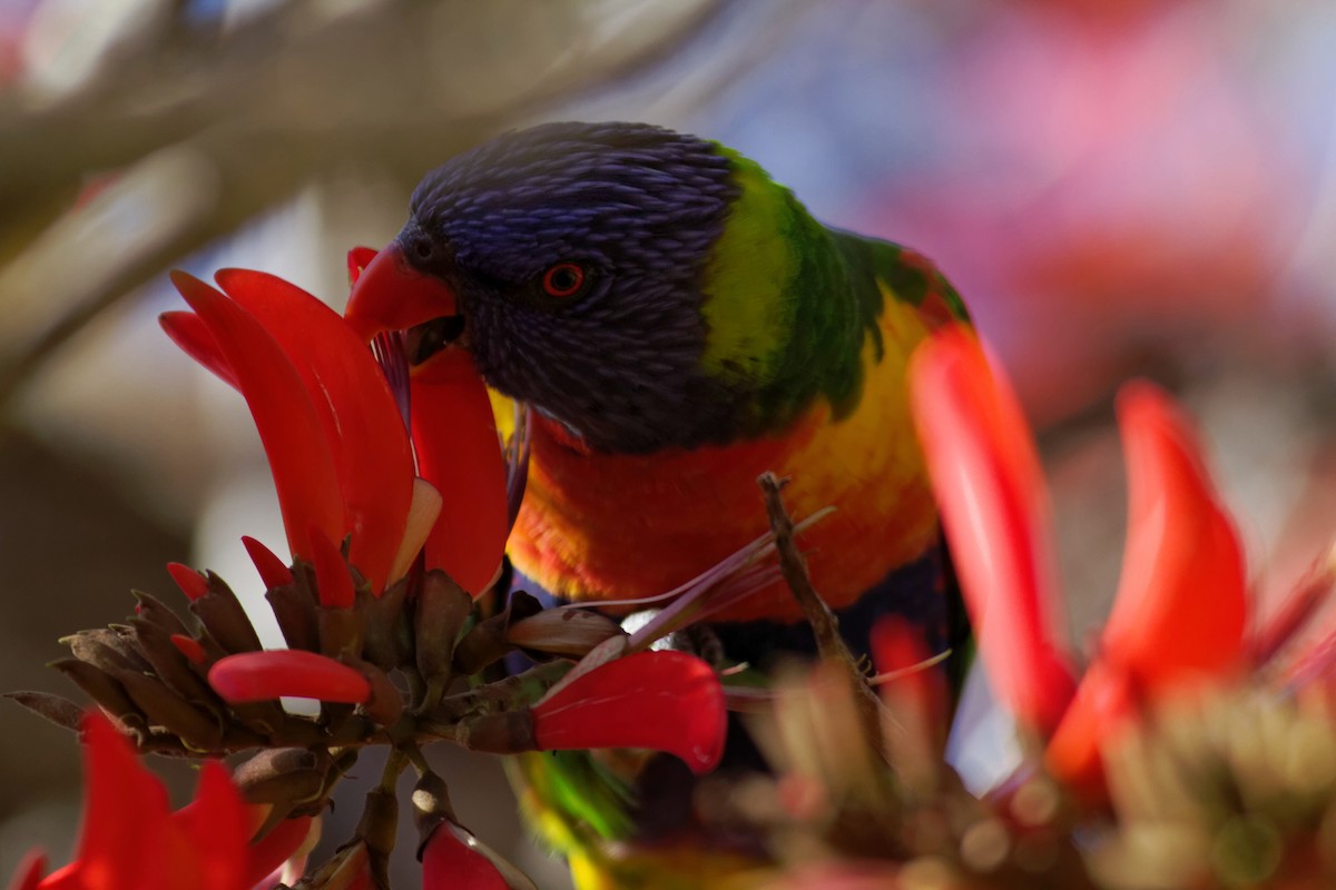 Rainbow Lorikeet - ML637978105