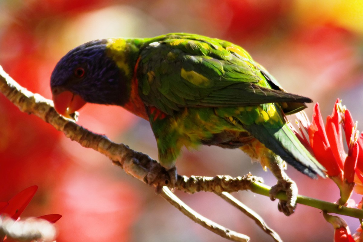 Rainbow Lorikeet - ML637978106