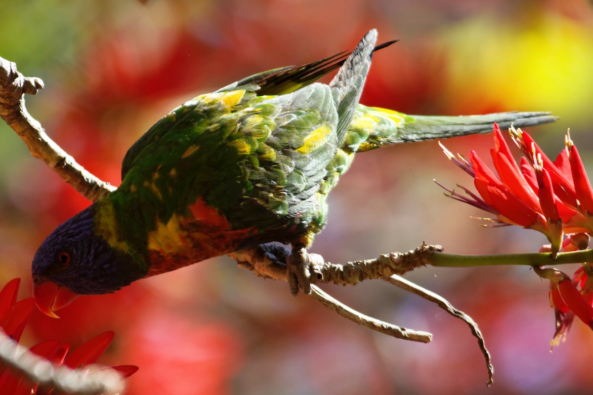 Rainbow Lorikeet - ML637978107