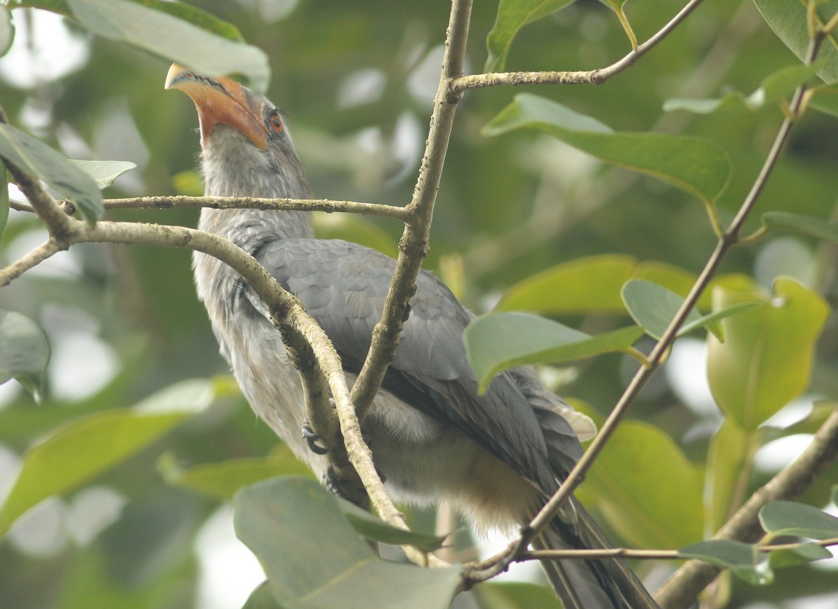Malabar Gray Hornbill - ML637978117