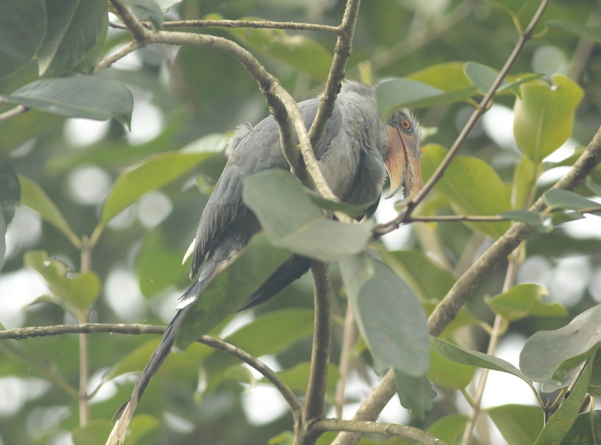 Malabar Gray Hornbill - ML637978120