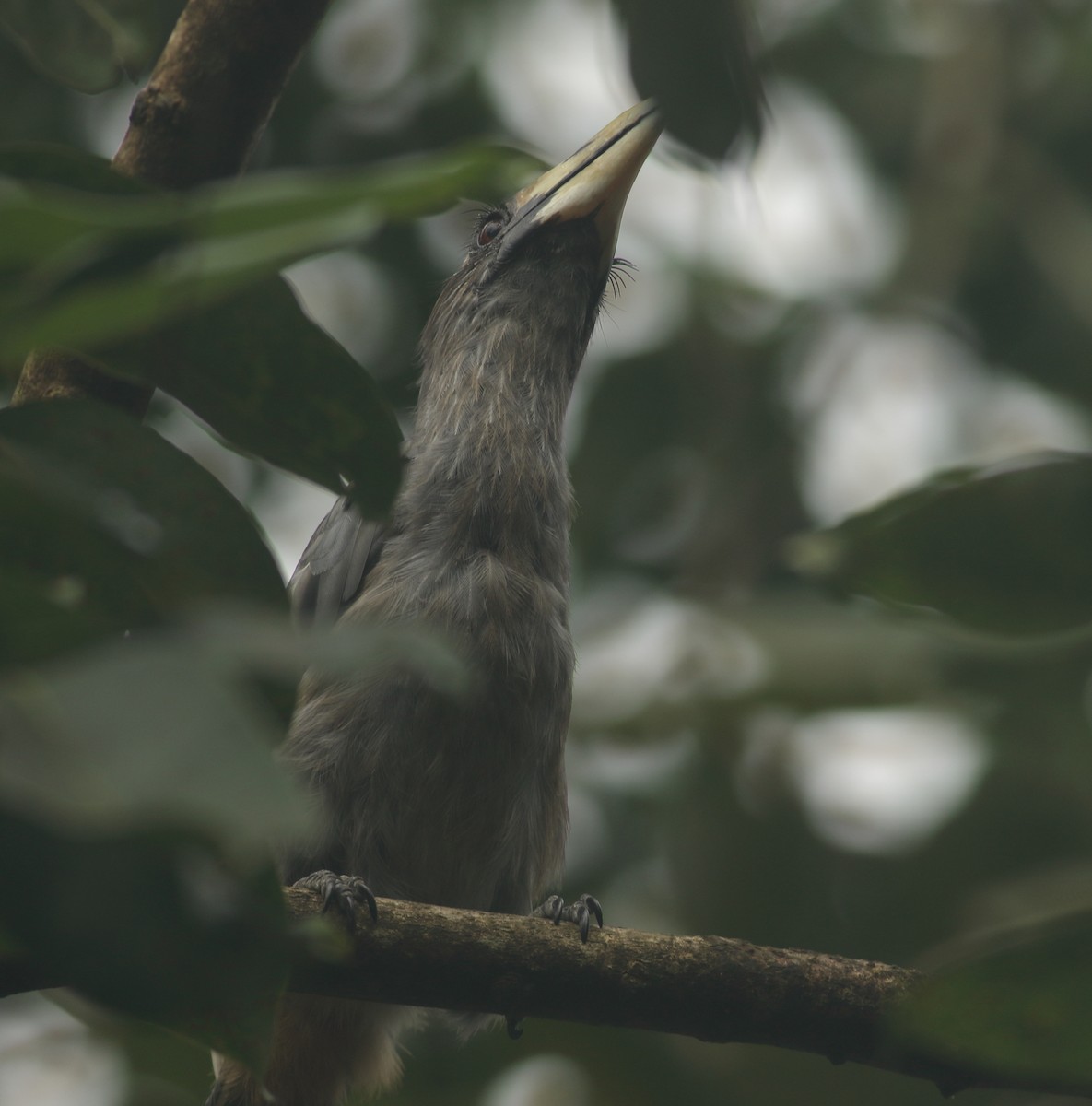 Malabar Gray Hornbill - ML637978121
