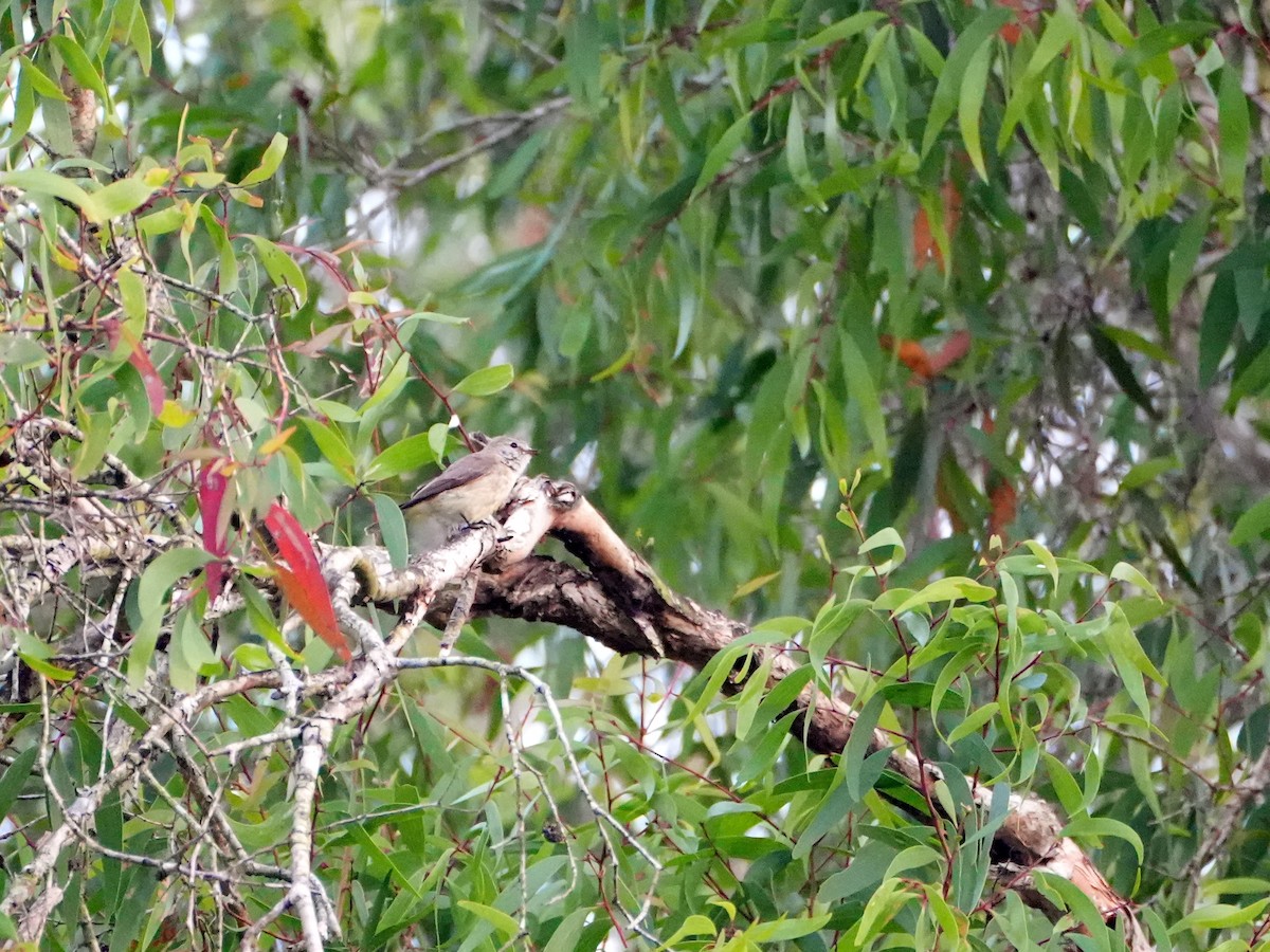 Lemon-bellied Flyrobin - ML637978130