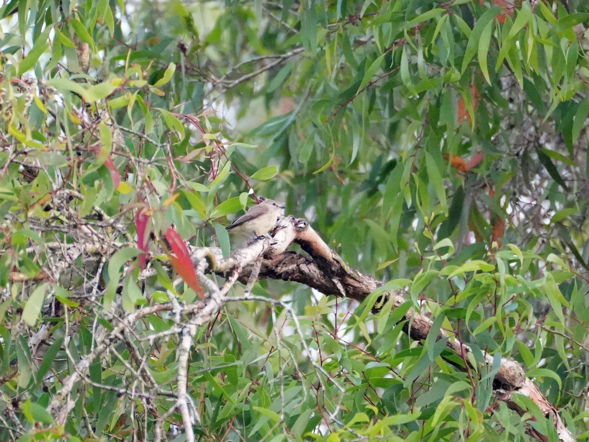 Lemon-bellied Flyrobin - ML637978131