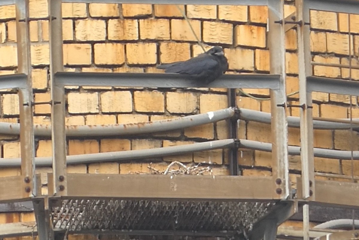 ravn - ML637978153
