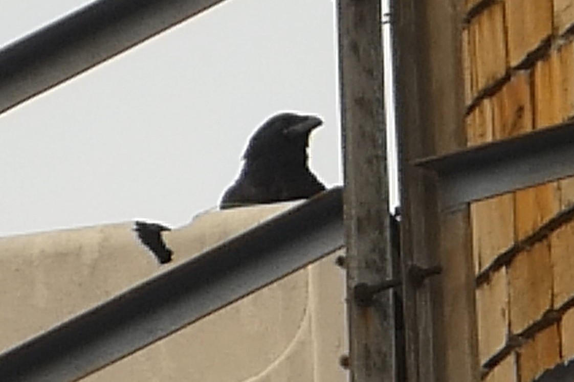 ravn - ML637978154