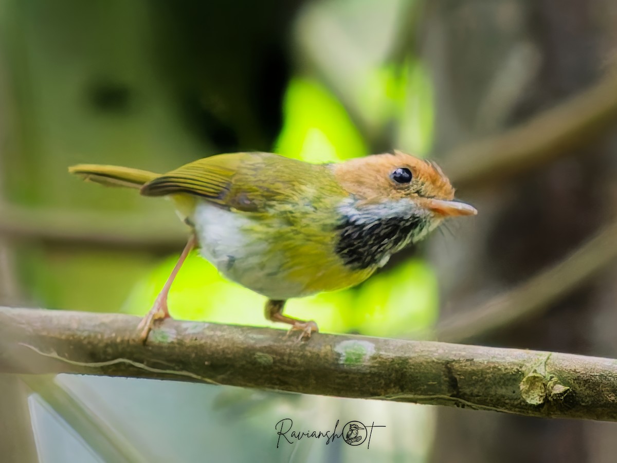 Rufous-faced Warbler - ML637978158