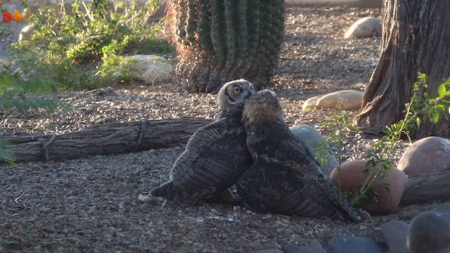 Great Horned Owl - ML637978210