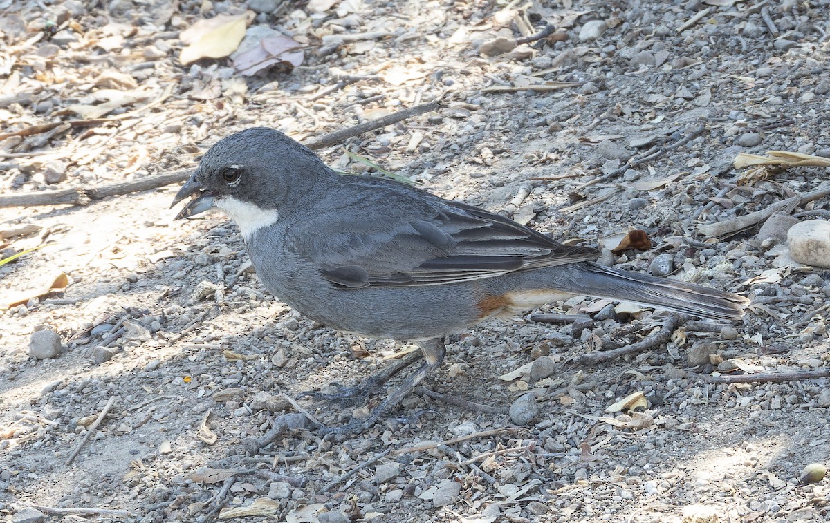 Diuca Finch - ML637978231