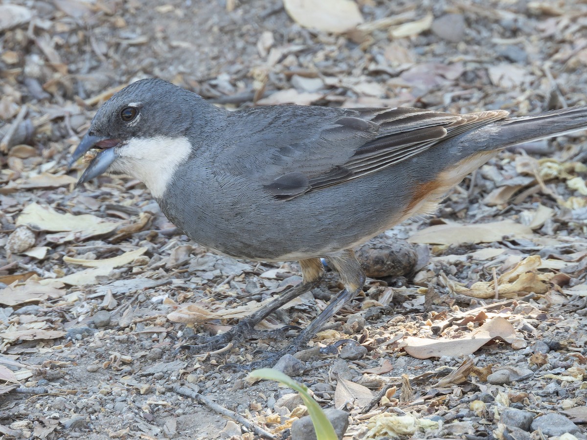 Diuca Finch - ML637978232