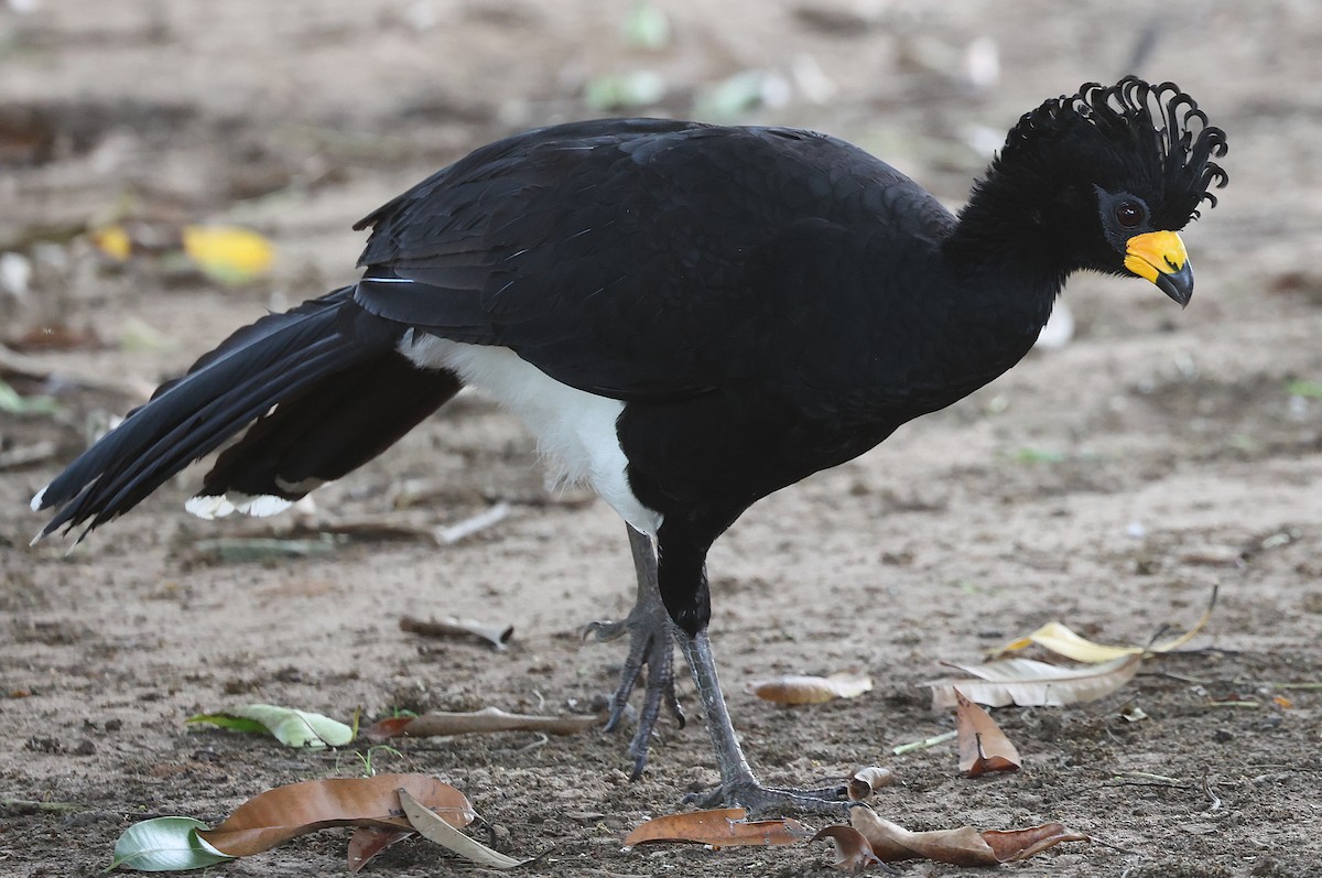 Bare-faced Curassow - ML637978242