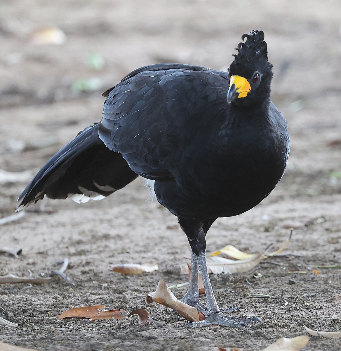 Bare-faced Curassow - ML637978246