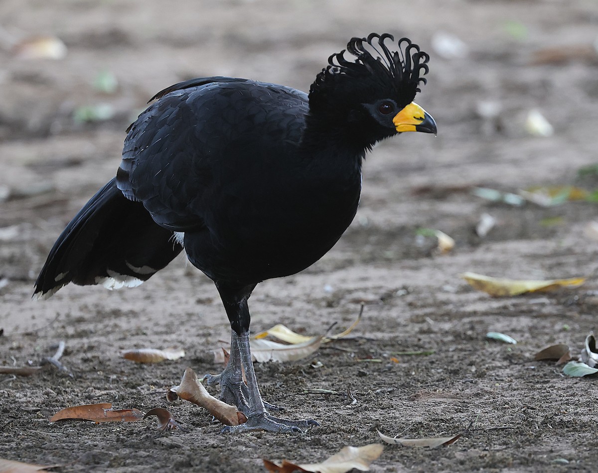 Bare-faced Curassow - ML637978249