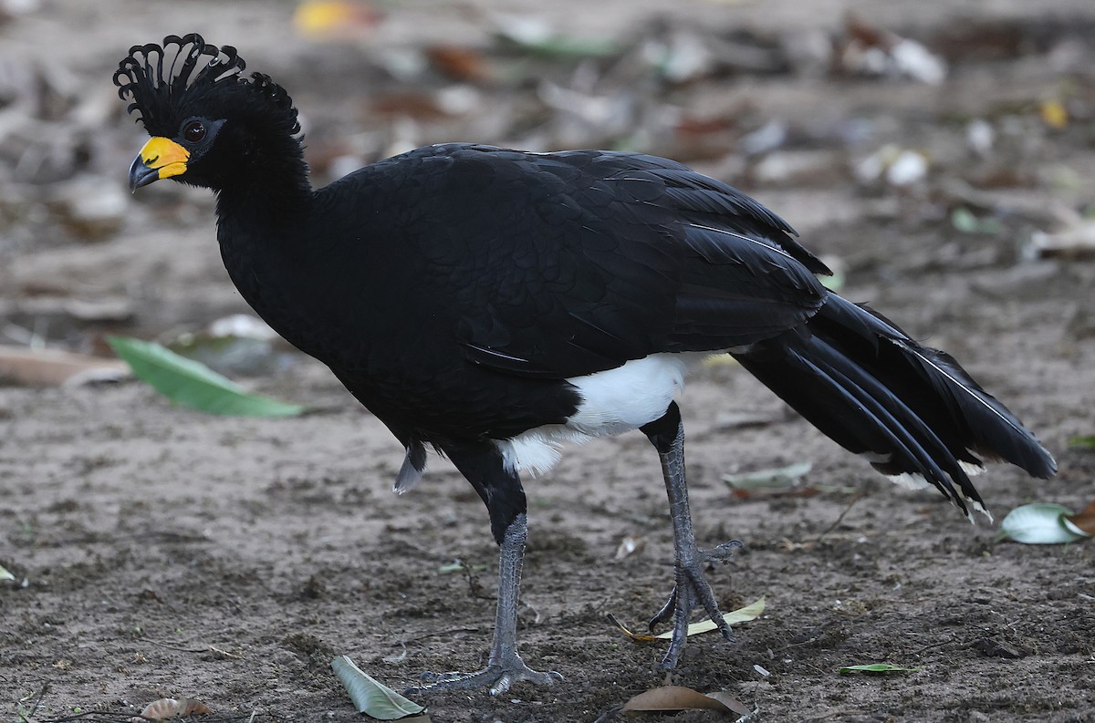 Bare-faced Curassow - ML637978252