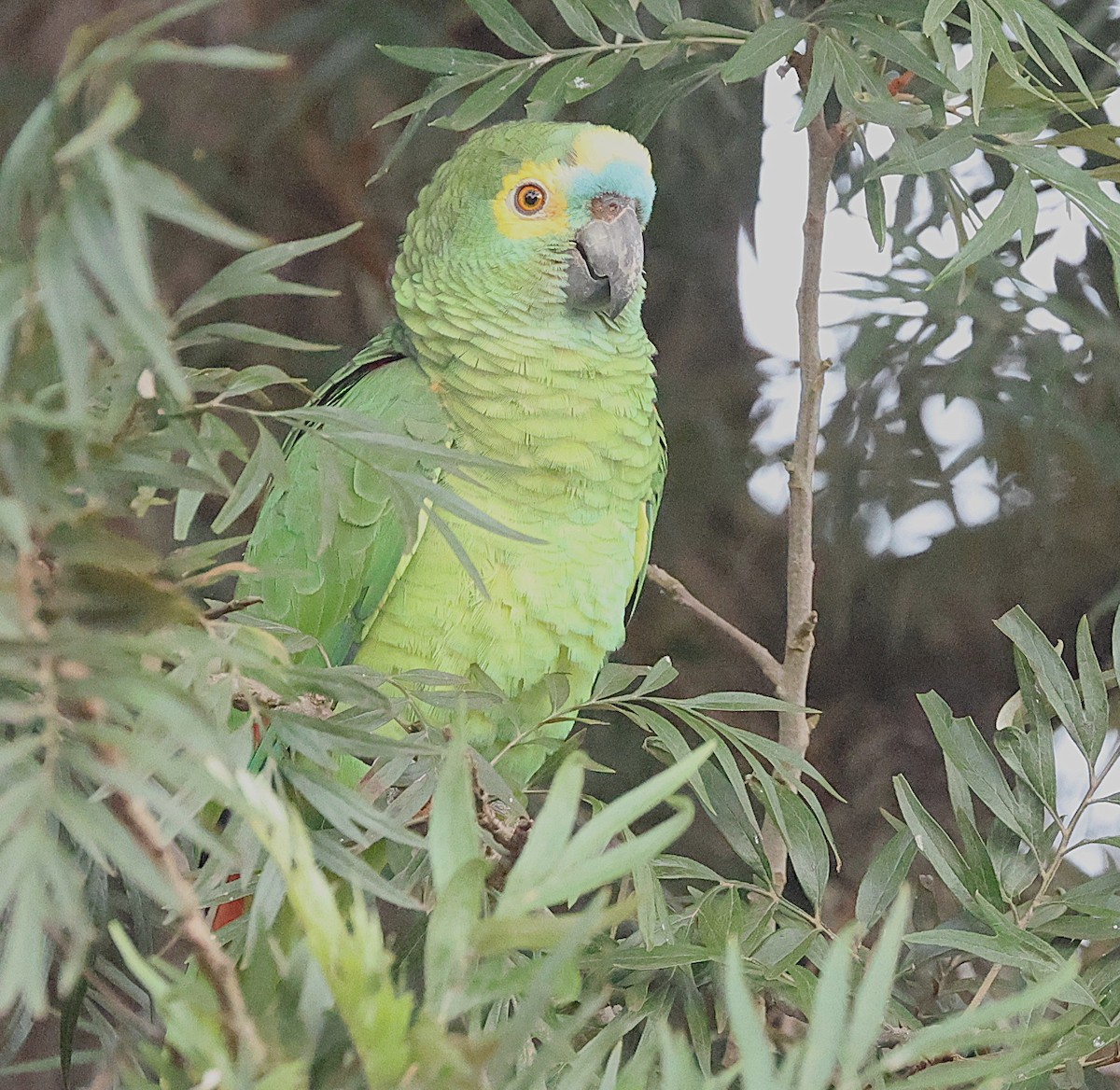 Turquoise-fronted Amazon - ML637978275