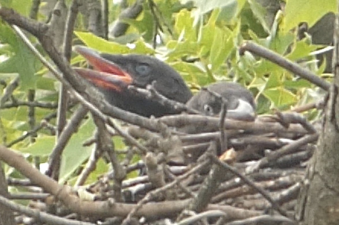 American Crow - ML637978284