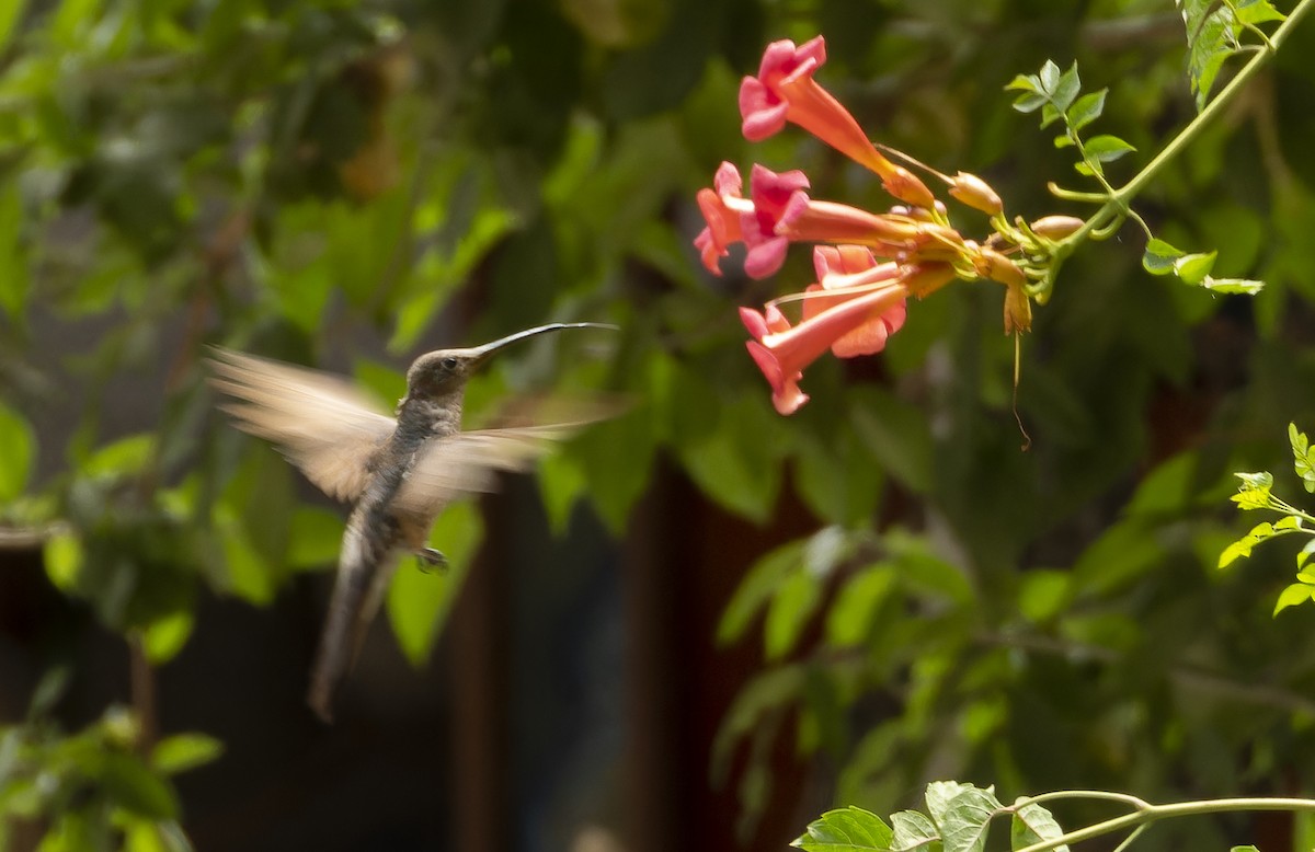 Giant Hummingbird - ML637978333