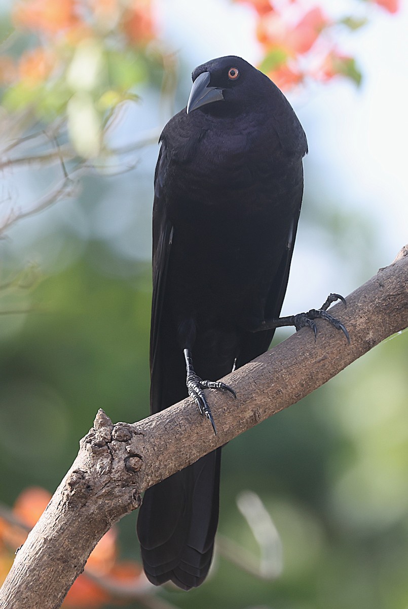 Giant Cowbird - ML637978350