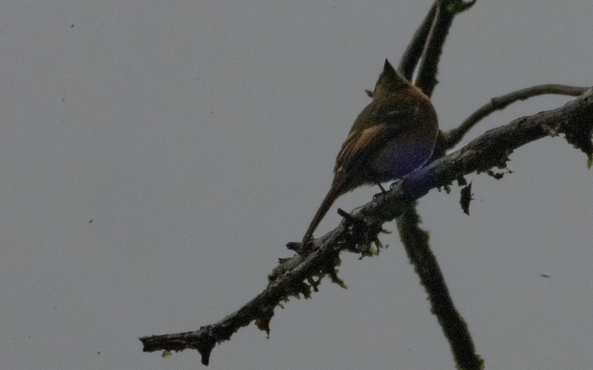 Brown-backed Chat-Tyrant - ML637978353