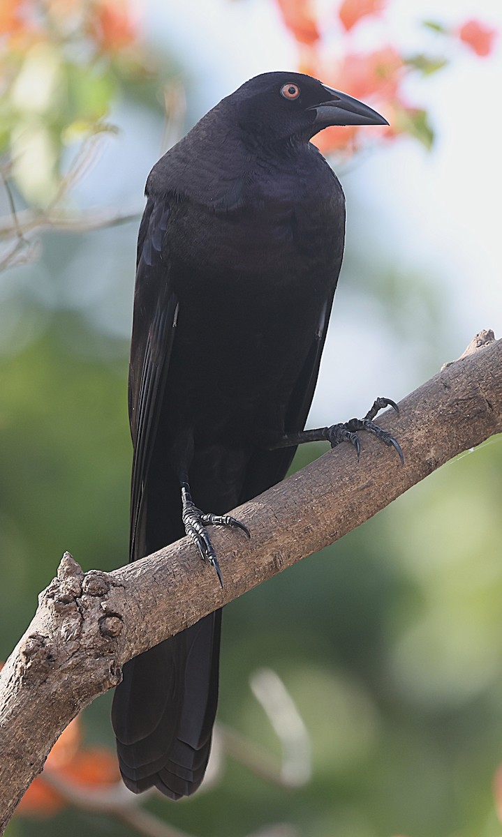 Giant Cowbird - ML637978354
