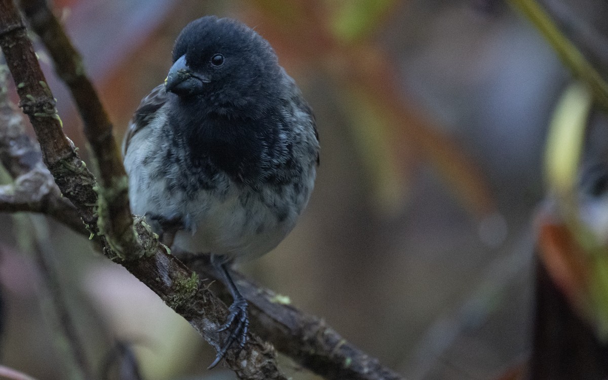 Vegetarian Finch - ML637978408