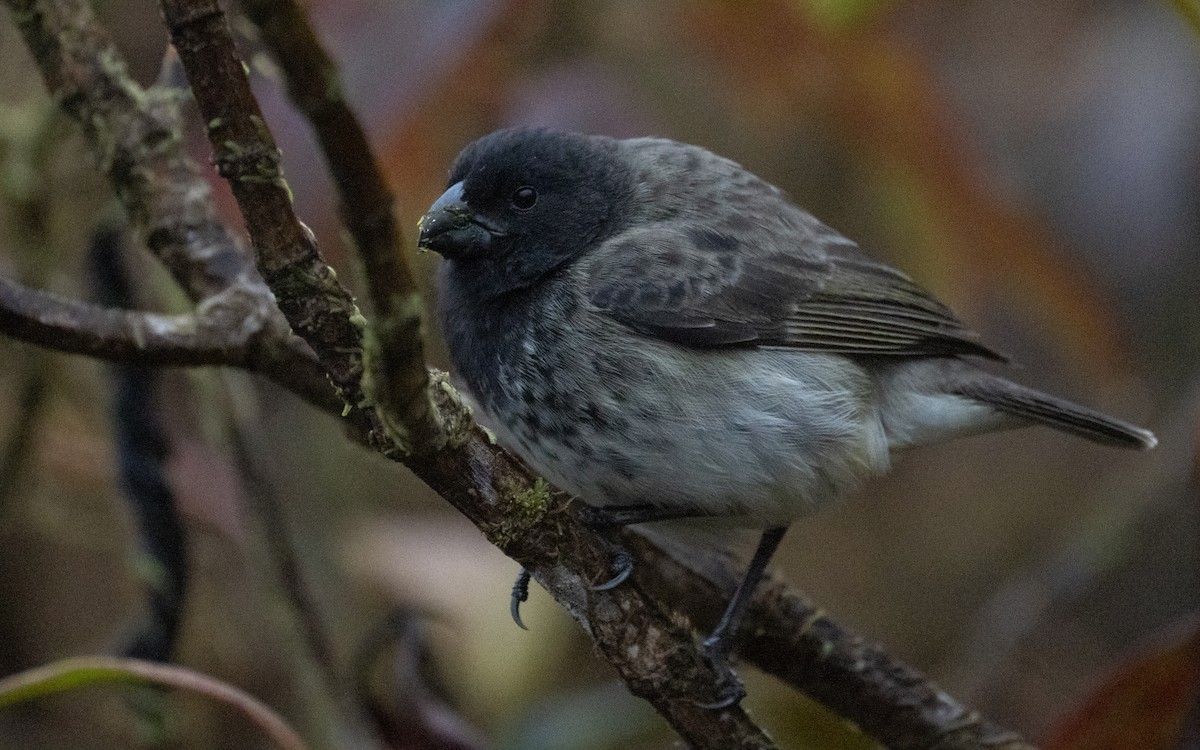 Vegetarian Finch - ML637978409