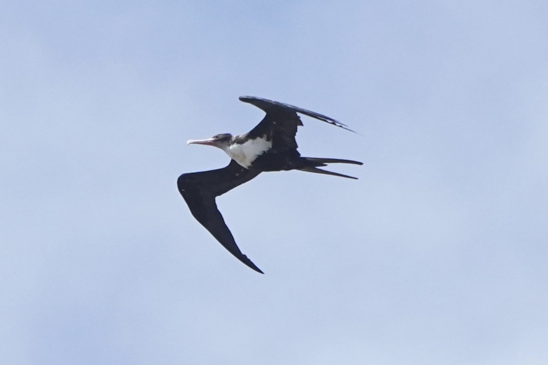 Bindenfregattvogel - ML637978457