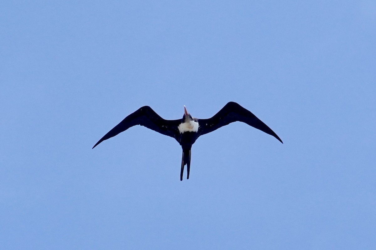 Bindenfregattvogel - ML637978458