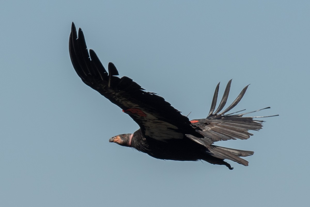 California Condor - ML637978490
