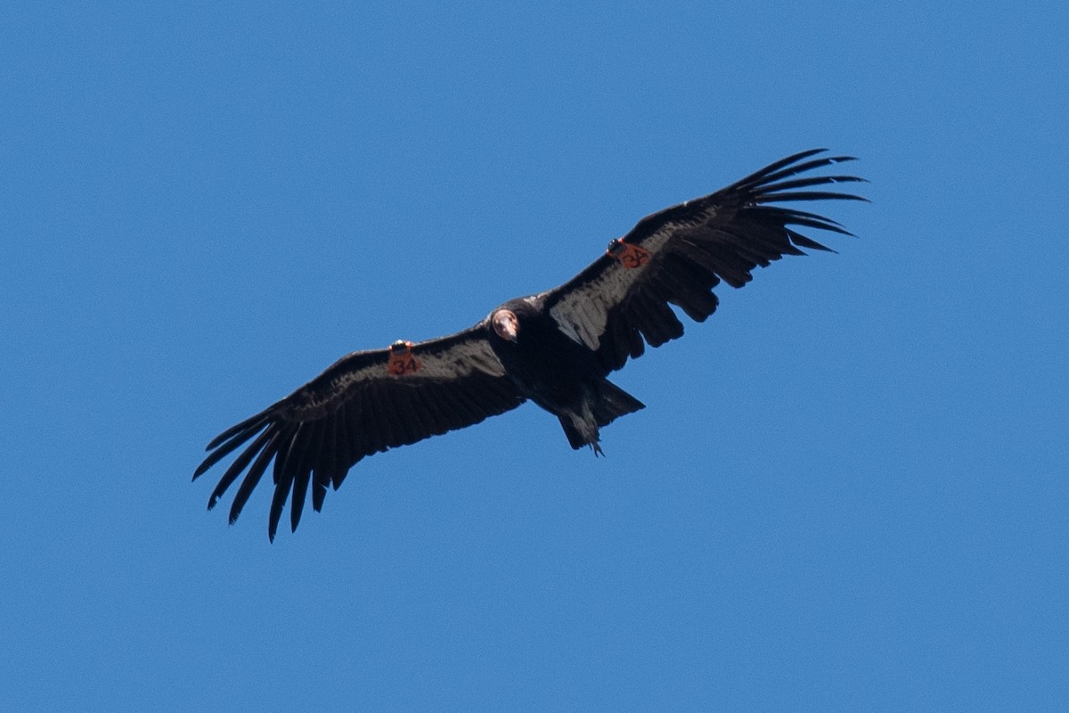 California Condor - ML637978491