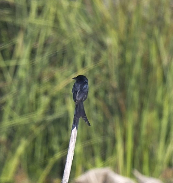 Kara Drongo - ML637978497
