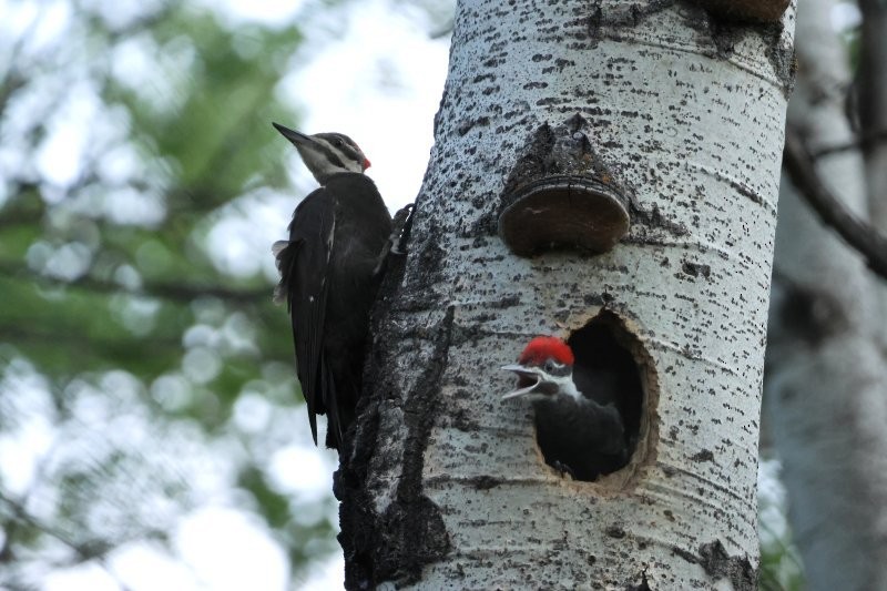 Pileated Woodpecker - ML637978511